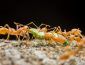 Эффективные заговоры от муравьев