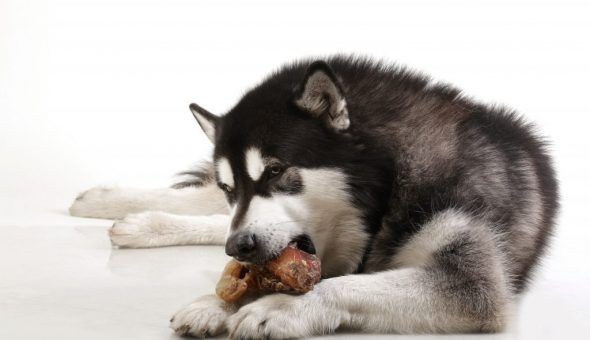 Заговоренное мясо следует отдать собаке