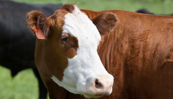 Защитные заговоры на коров