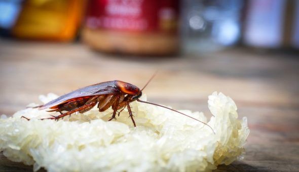 Заговор на избавление от тараканов