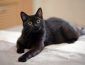 Приметы про черного кота в доме и на пути