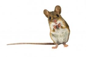 Народные приметы про мышей