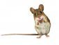 Народные приметы про мышей