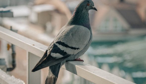 Приметы и суеверия про голубей