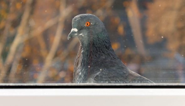 Стук птицы в окно сулит неприятности