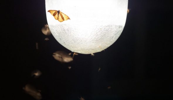 Ночная бабочка судит удачу