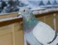Приметы о голубе на балконе